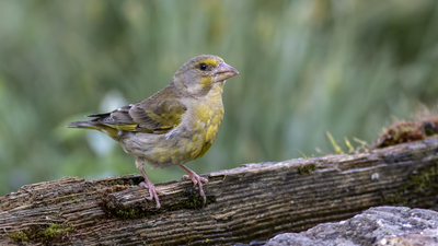 Florya (Chloris chloris) - Bilecik / Bozüyük kuş fotoğrafı