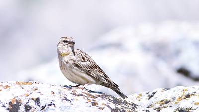 Kaya Serçesi - Petronia petronia kuş fotoğrafı