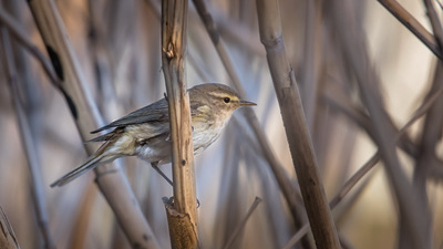 Çıvgın - Phylloscopus collybita kuş fotoğrafı