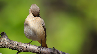 Kızılkuyruk - Phoenicurus phoenicurus kuş fotoğrafı