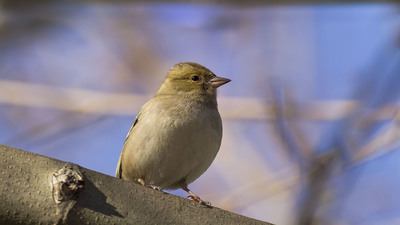 İspinoz - Fringilla coelebs kuş fotoğrafı