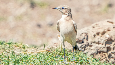 Boz Kuyrukkakan - Oenanthe isabellina kuş fotoğrafı