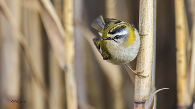 Sürmeli Çalıkuşu - Regulus ignicapilla kuş fotoğrafı