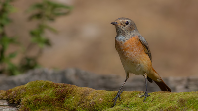 Kızılkuyruk - Phoenicurus phoenicurus kuş fotoğrafı