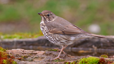 Öter Ardıç - Turdus philomelos kuş fotoğrafı