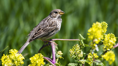 Tarla Çintesi - Emberiza calandra kuş fotoğrafı
