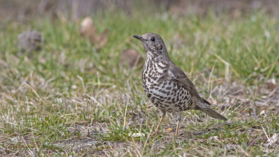 Ökse Ardıcı (Turdus viscivorus) - Ankara / Gölbaşı kuş fotoğrafı