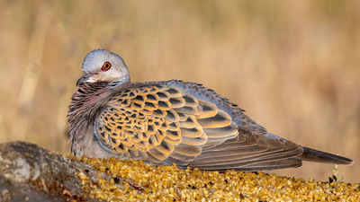 Üveyik (Streptopelia turtur) - Afyonkarahisar / Merkez kuş fotoğrafı