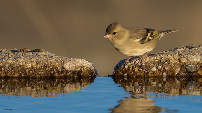 İspinoz (Fringilla coelebs) - Bilecik / Bozüyük kuş fotoğrafı