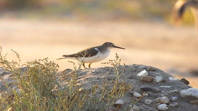 Dere düdükçünü (Actitis hypoleucos) - Kırklareli / Merkez kuş fotoğrafı
