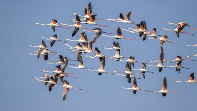 Flamingo