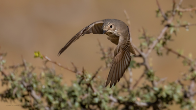 Benekli Sinekkapan (Muscicapa striata) - Bilecik / Bozüyük kuş fotoğrafı