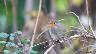 Kızılgerdan (Erithacus rubecula) - Kastamonu / Abana kuş fotoğrafı