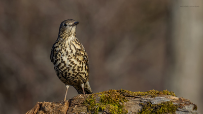 Ökse Ardıcı - Turdus viscivorus kuş fotoğrafı
