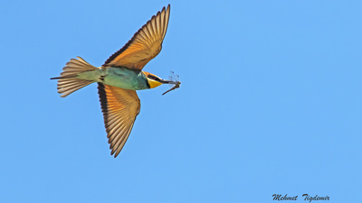 Arıkuşu (Merops apiaster) - Isparta / Senirkent kuş fotoğrafı