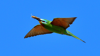 Yeşil Arıkuşu (Merops persicus) - Şanlıurfa / Birecik kuş fotoğrafı