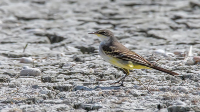 Sarı kuyruksallayan (Motacilla flava) - Isparta / Senirkent kuş fotoğrafı