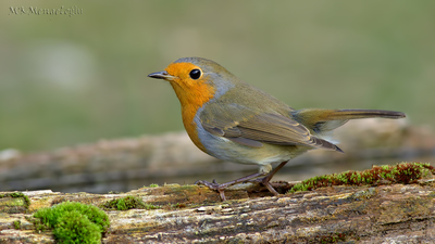 Kızılgerdan - Erithacus rubecula kuş fotoğrafı