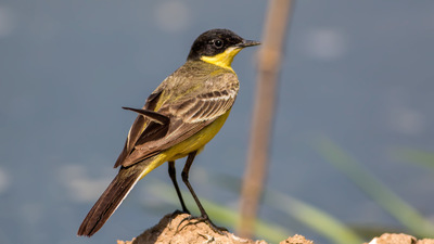 Sarı kuyruksallayan (Motacilla flava) - İstanbul / Beykoz kuş fotoğrafı