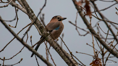 Alakarga (Garrulus glandarius) - İstanbul / Şile kuş fotoğrafı