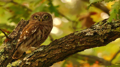 Kukumav - Athene noctua kuş fotoğrafı