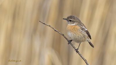 Taşkuşu - Saxicola rubicola kuş fotoğrafı