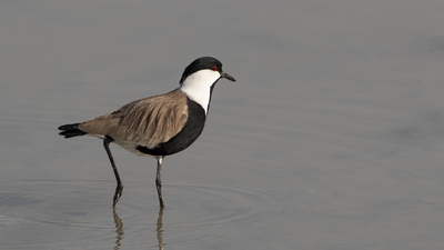 Mahmuzlu Kızkuşu - Vanellus spinosus kuş fotoğrafı