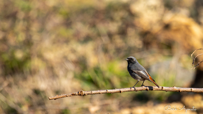 Kara kızılkuyruk (Phoenicurus ochruros) - İstanbul / Şile kuş fotoğrafı