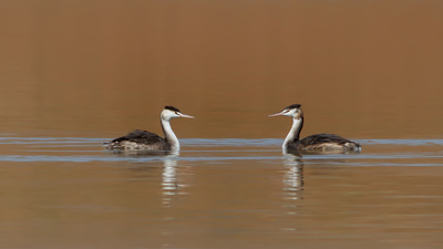 Bahri (Podiceps cristatus) - Tokat / Zile kuş fotoğrafı