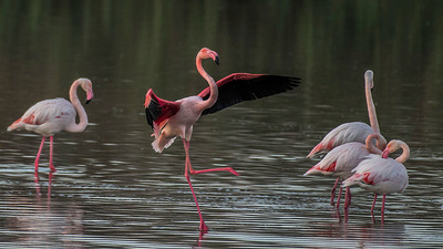 Flamingo - Phoenicopterus roseus kuş fotoğrafı