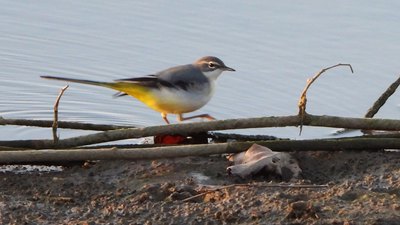 Dağ Kuyruksallayanı - Motacilla cinerea kuş fotoğrafı