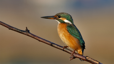 Yalıçapkını (Alcedo atthis) - İstanbul / Büyükçekmece kuş fotoğrafı