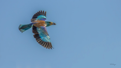 Gökkuzgun (Coracias garrulus) - Eskişehir / Tepebaşı kuş fotoğrafı