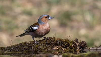 İspinoz - Fringilla coelebs kuş fotoğrafı