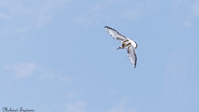 Karabaş Martı (Chroicocephalus ridibundus) - Isparta / Eğirdir kuş fotoğrafı