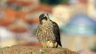 Gök Doğan - Falco peregrinus kuş fotoğrafı