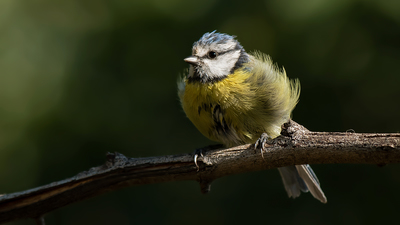 Mavi Baştankara - Cyanistes caeruleus kuş fotoğrafı