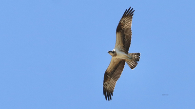 Balık Kartalı - Pandion haliaetus kuş fotoğrafı