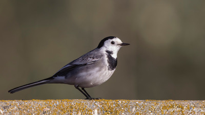Ak Kuyruksallayan - Motacilla alba kuş fotoğrafı