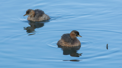 Küçük Batağan (Tachybaptus ruficollis) - Adana / Karataş kuş fotoğrafı