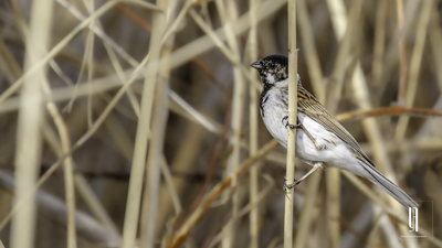 Bataklık Çintesi - Emberiza schoeniclus kuş fotoğrafı