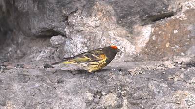 Kara İskete (Serinus pusillus) - Kayseri / Yahyalı kuş fotoğrafı