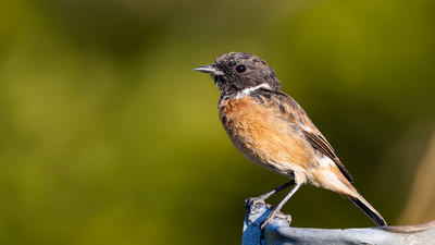 Taşkuşu - Saxicola rubicola kuş fotoğrafı