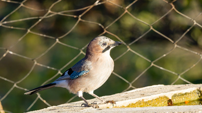 Alakarga (Garrulus glandarius) - Kırklareli / Merkez kuş fotoğrafı