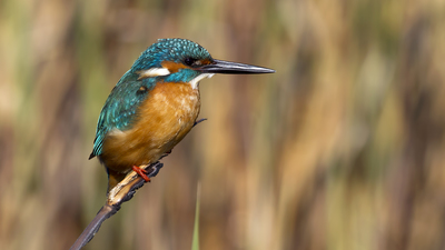 Yalıçapkını - Alcedo atthis kuş fotoğrafı