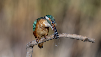 Yalıçapkını - Alcedo atthis kuş fotoğrafı