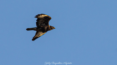 Şahin - Buteo buteo kuş fotoğrafı