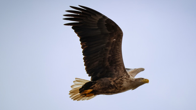 Akkuyruklu Kartal (Haliaeetus albicilla) - Sivas / Zara kuş fotoğrafı