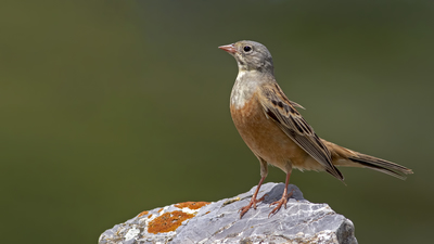 Kirazkuşu - Emberiza hortulana kuş fotoğrafı