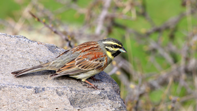 Bahçe Çintesi - Emberiza cirlus kuş fotoğrafı